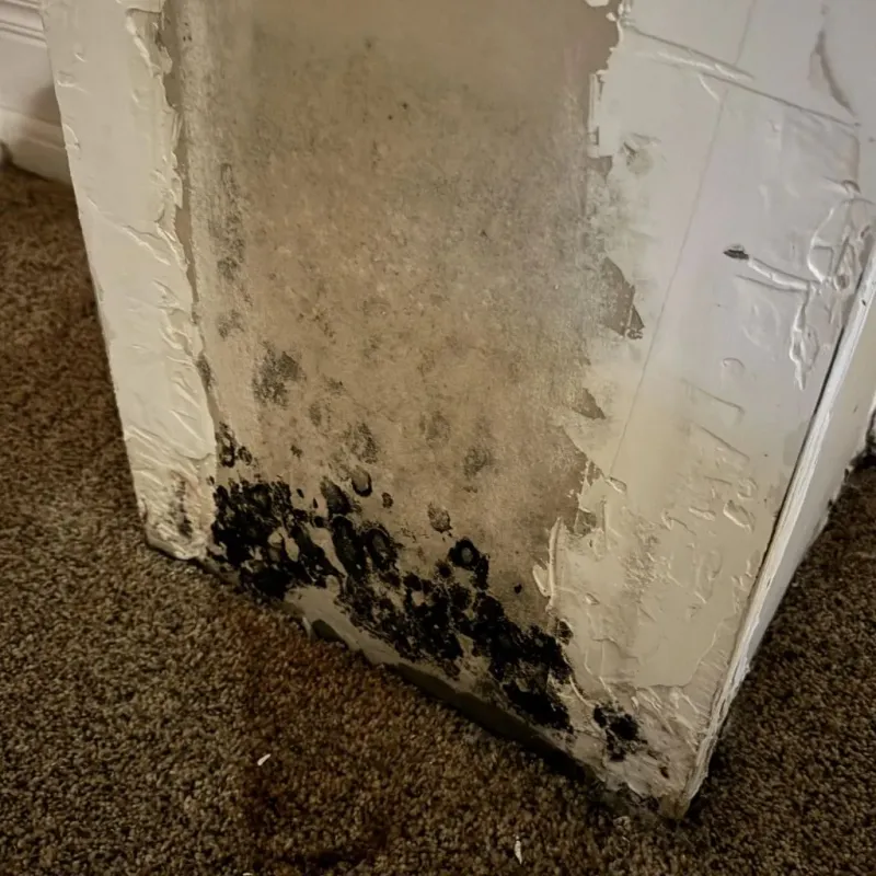 Professional Mold Removal in Monroe, NY